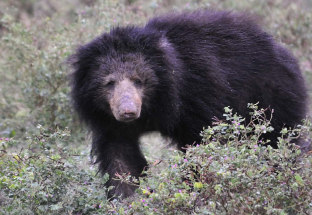 Sloth Bear (Melursus ursinus)