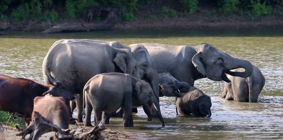 Elephants bathing at Yala National park