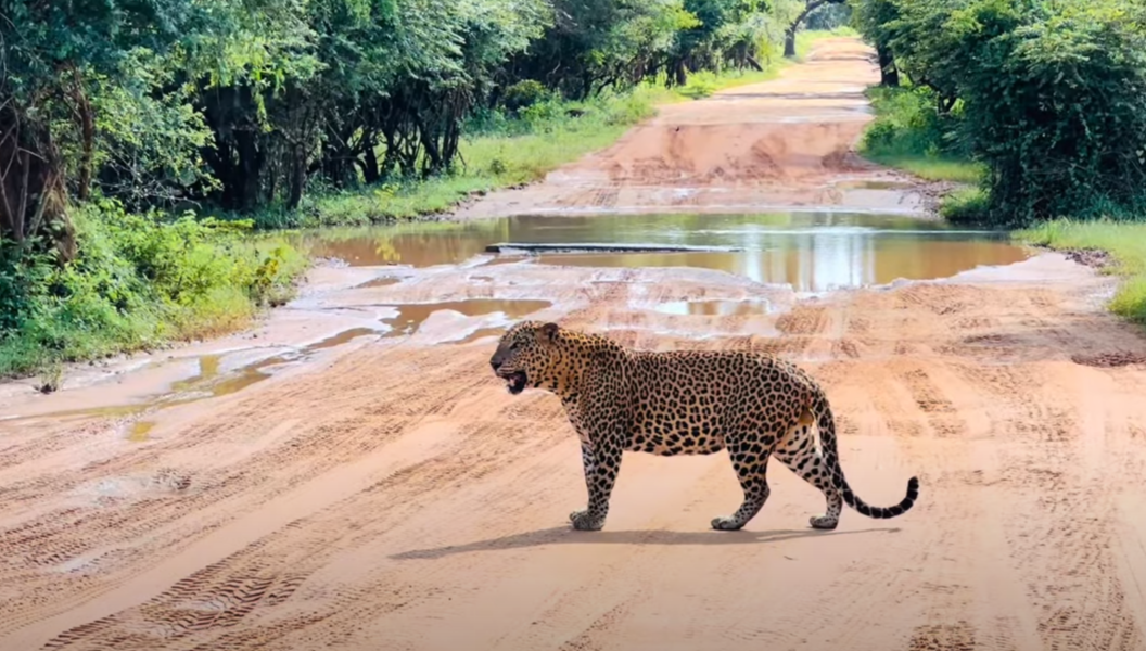 Leopard crossing the road at Yala National park