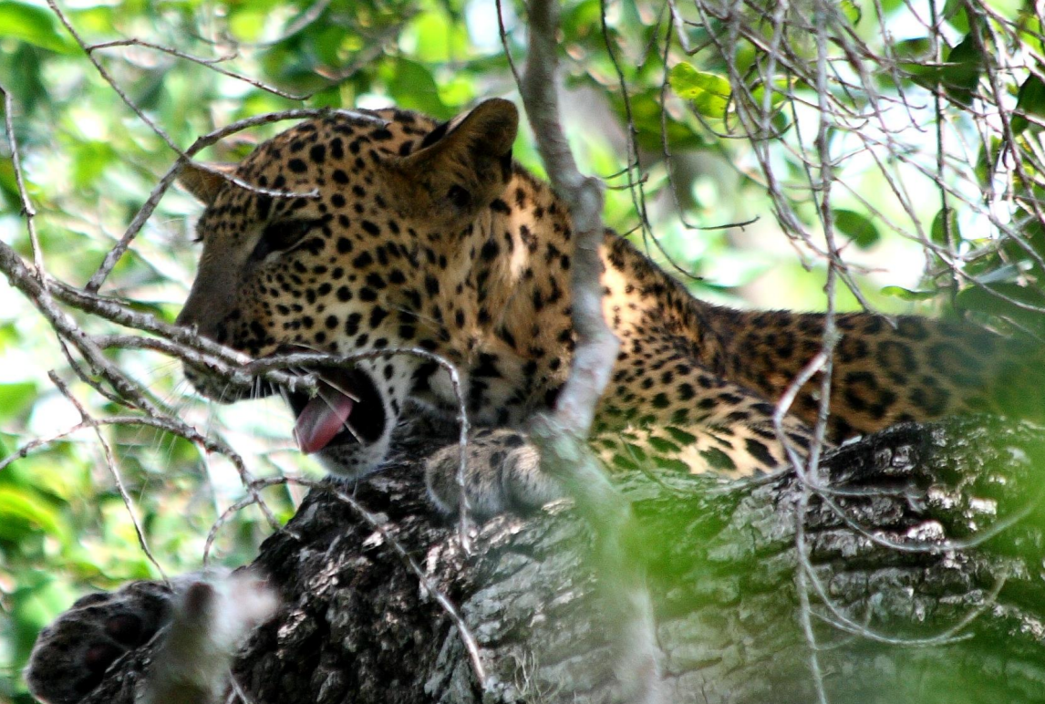 Sri Lankan Leopard (Panthera pardus kotiya)