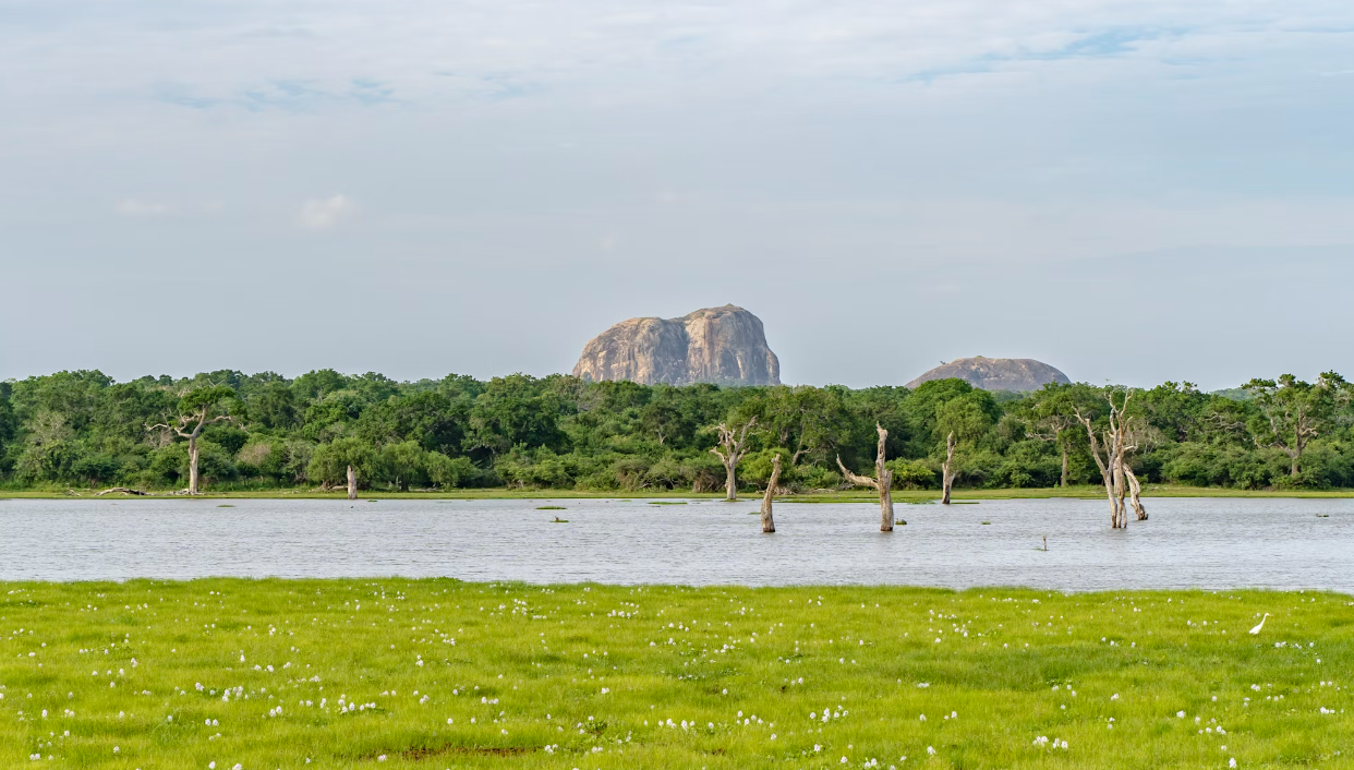 Wetland in Yala National park