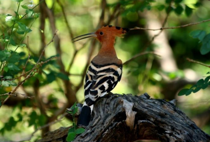 Birds in Yala national part