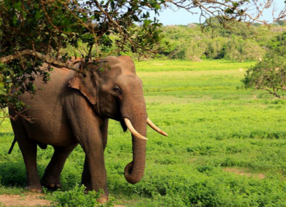 Sri Lankan Elephant (Elephas maximus maximus)