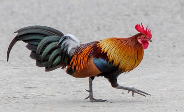 Junglefowl in sri Lanka