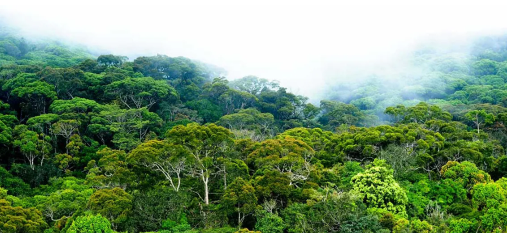 Sinharaja Forest Reserve