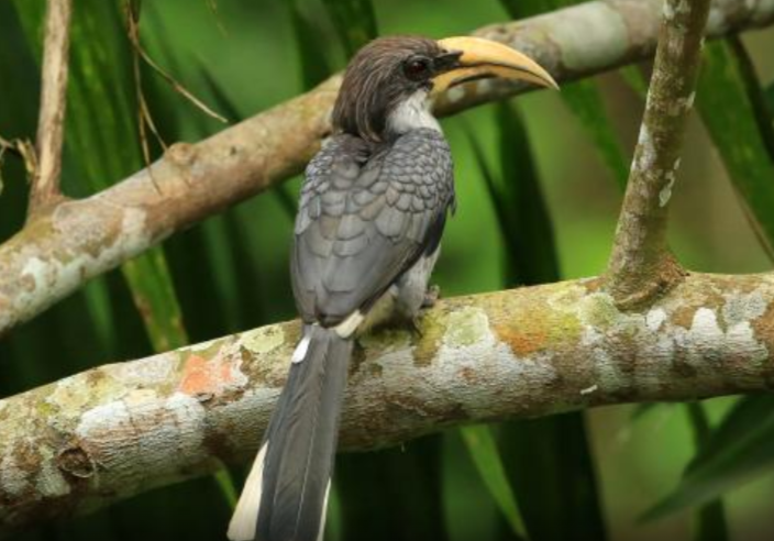 Sri Lanka Grey Hornbill