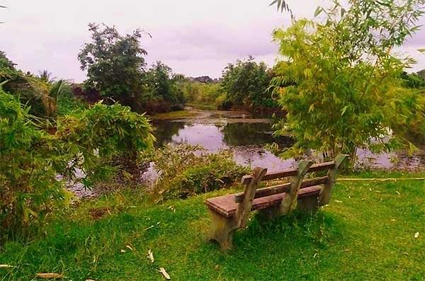 Fishing cat habitat area at Diyasaru Park Sri Lanka
