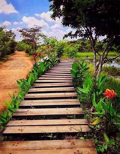 Wooden boardwalk trail through marshland at Diyasaru Park