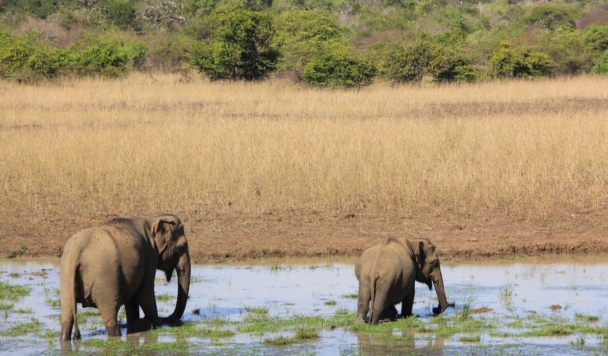 Grassland in Yala National park Sri Lanka