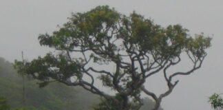 Morningside Deniyaya – A Remote Nature Retreat in Southern Sri Lanka morningside deniyaya