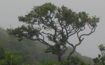 Morningside Deniyaya – A Remote Nature Retreat in Southern Sri Lanka morningside deniyaya