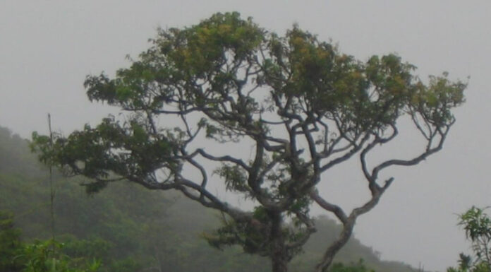 Morningside Deniyaya – A Remote Nature Retreat in Southern Sri Lanka morningside deniyaya