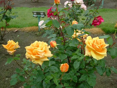 Rose Garden