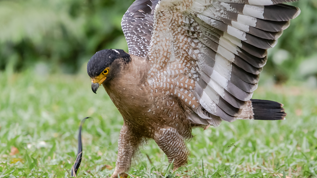 serpent eagles