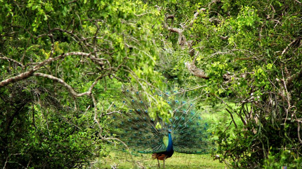 Peacock in the Yala