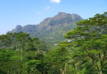 Pidurutalagala Mountain and Forest Reserve: Sri Lanka’s Highest Peak and Hidden Gem Pidurutalagala