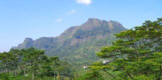 Pidurutalagala Mountain and Forest Reserve: Sri Lanka’s Highest Peak and Hidden Gem Pidurutalagala