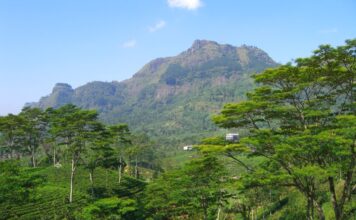 Pidurutalagala Mountain and Forest Reserve: Sri Lanka’s Highest Peak and Hidden Gem Pidurutalagala