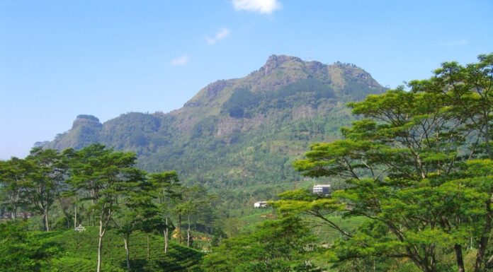 Pidurutalagala Mountain and Forest Reserve: Sri Lanka’s Highest Peak and Hidden Gem Pidurutalagala