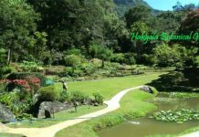 Discover the Enchanting Beauty of Hakgala Botanical Garden, Sri Lanka Beautiful pathways inside Hakgala Botanical Garden Nuwara Eliya