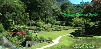 Discover the Enchanting Beauty of Hakgala Botanical Garden, Sri Lanka Beautiful pathways inside Hakgala Botanical Garden Nuwara Eliya