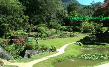 Discover the Enchanting Beauty of Hakgala Botanical Garden, Sri Lanka Beautiful pathways inside Hakgala Botanical Garden Nuwara Eliya