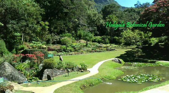 Discover the Enchanting Beauty of Hakgala Botanical Garden, Sri Lanka Beautiful pathways inside Hakgala Botanical Garden Nuwara Eliya
