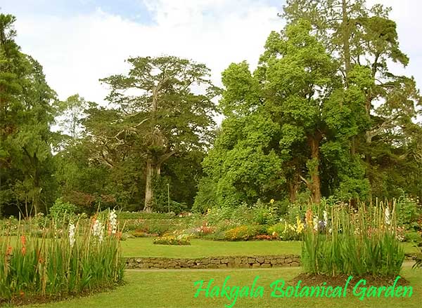 Well-maintained lawns and flower terraces at Hakgala