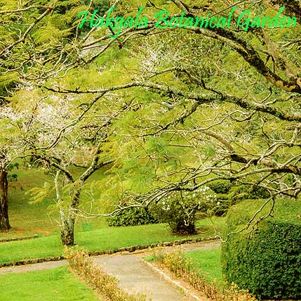 Exotic tropical plants at Hakgala Botanical Garden Sri Lanka