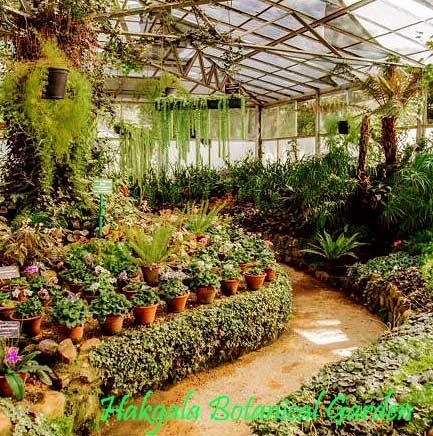 Colorful flower beds at Hakgala Botanical Garden Sri Lanka