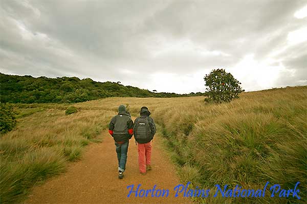 Walking trail through Horton Plains National Park