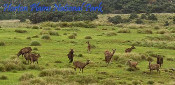Sambar deer grazing in Horton Plains National Park