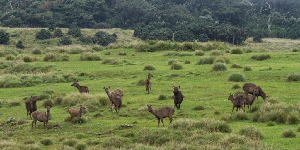 Horton Plains National Park