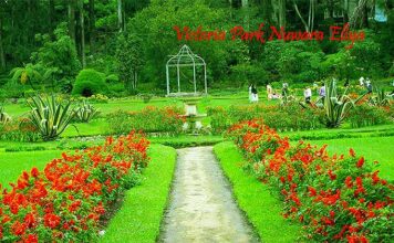 Victoria Park Nuwara Eliya – A Serene Escape in Sri Lanka’s Little England Colorful flower garden at Victoria Park Nuwara Eliya on a sunny day