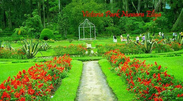 Victoria Park Nuwara Eliya – A Serene Escape in Sri Lanka’s Little England Colorful flower garden at Victoria Park Nuwara Eliya on a sunny day