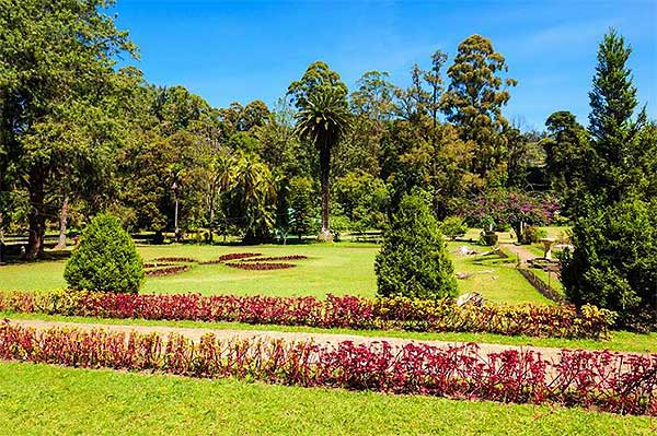 Giant trees and shaded benches along pathways at Victoria Park Sri Lanka