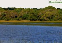 Anawilundawa Bird Sanctuary: A Hidden Gem for Birdwatchers in Sri Lanka Wetlands surrounded by trees at Anawilundawa Bird Sanctuary in Sri Lanka