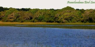 Anawilundawa Bird Sanctuary: A Hidden Gem for Birdwatchers in Sri Lanka Wetlands surrounded by trees at Anawilundawa Bird Sanctuary in Sri Lanka