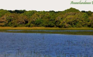 Anawilundawa Bird Sanctuary: A Hidden Gem for Birdwatchers in Sri Lanka Wetlands surrounded by trees at Anawilundawa Bird Sanctuary in Sri Lanka