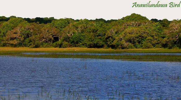 Anawilundawa Bird Sanctuary: A Hidden Gem for Birdwatchers in Sri Lanka Wetlands surrounded by trees at Anawilundawa Bird Sanctuary in Sri Lanka