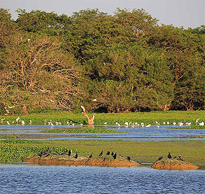 Flock of migratory birds flying over the wetlands at Anawilundawa Bird Sanctuary