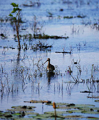 A birf standing in shallow water at Anawilundawa Bird Sanctuary