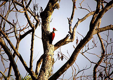 A bird perched on a tree branch at Anawilundawa