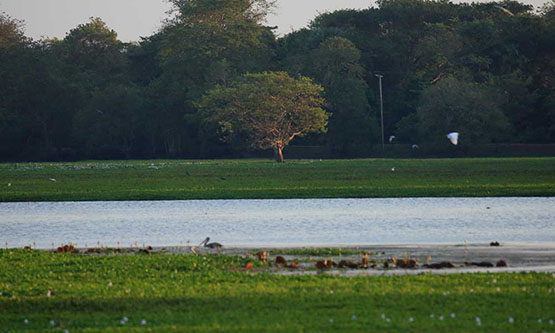 Anawilundawa Bird Sanctuary