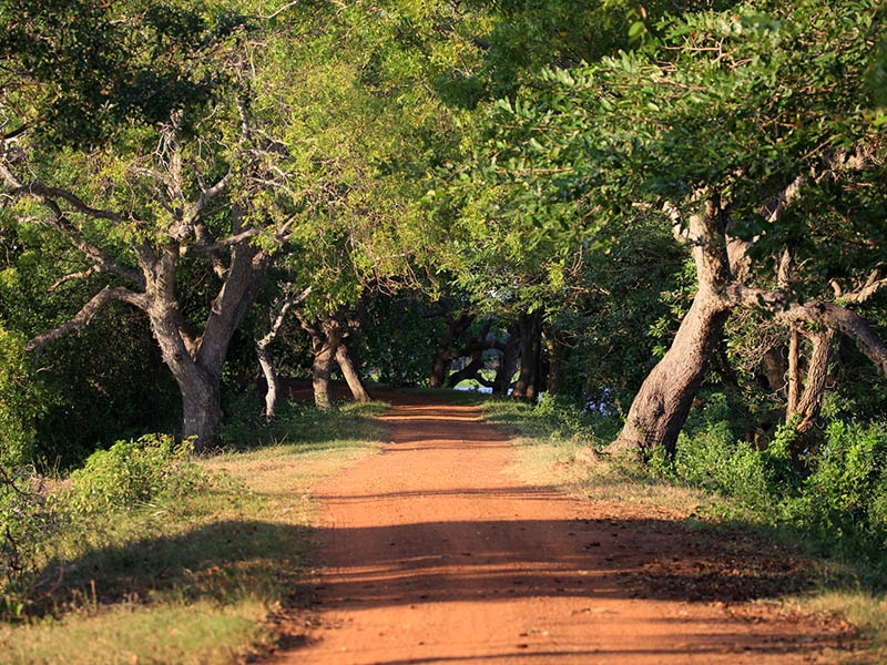 Anawilundawa Bird Sanctuary