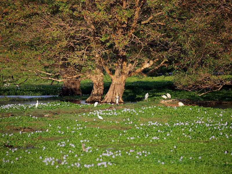 Anawilundawa Bird Sanctuary