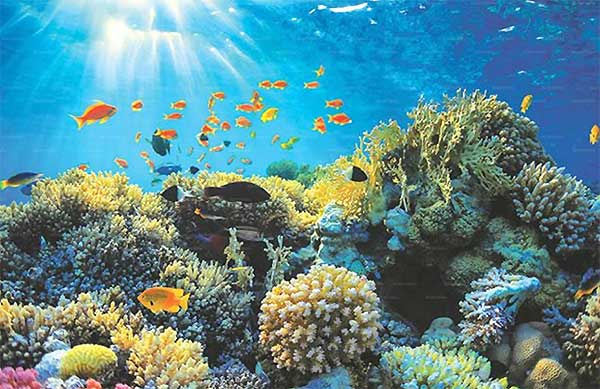 Hikkaduwa coral reef snorkeling area