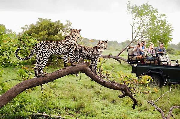 Leopard spotted during safari in Yala National Park Sri Lanka