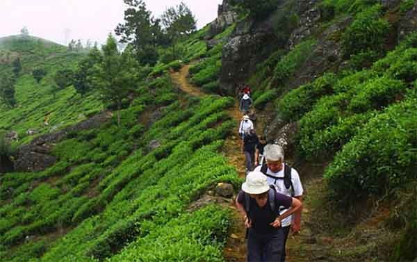 Walk Through Tea Plantations